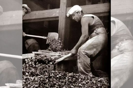 ergates 1965